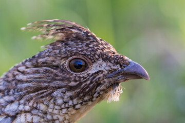 ruffed grouse (Bonasa umbellus) portrait in spring