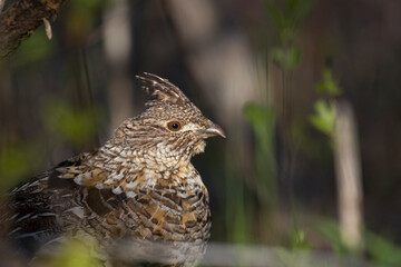 ruffed grouse (Bonasa umbellus) portrait in spring