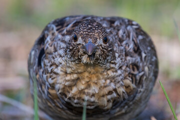 ruffed grouse (Bonasa umbellus) portrait in spring