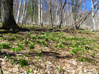Fototapeta premium White blooming spring snowflake (Leucojum vernum) growing in a temperate, deciduous, broadleaf beech forest