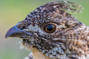 ruffed grouse (Bonasa umbellus) portrait in spring