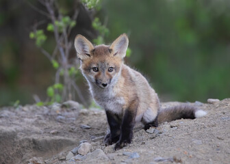 Red fox kit (Vulpes vulpes) coming out of its den deep in the forest in early spring in Canada