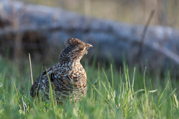 ruffed grouse (Bonasa umbellus) portrait in spring