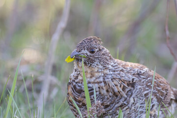ruffed grouse (Bonasa umbellus) portrait in spring