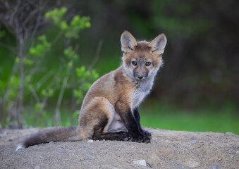 Red fox kit (Vulpes vulpes) coming out of its den deep in the forest in early spring in Canada