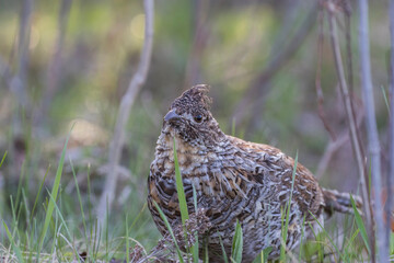 ruffed grouse (Bonasa umbellus) portrait in spring