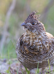 ruffed grouse (Bonasa umbellus) portrait in spring