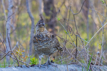 ruffed grouse (Bonasa umbellus) portrait in spring