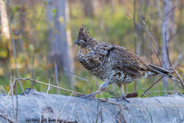 ruffed grouse (Bonasa umbellus) portrait in spring