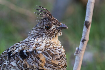 ruffed grouse (Bonasa umbellus) portrait in spring