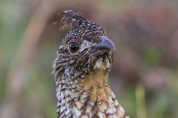 ruffed grouse (Bonasa umbellus) portrait in spring