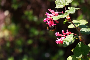 Blutjohannisbeere, Hummel, Insekt, Blüte, Frühling