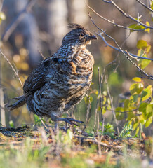 ruffed grouse (Bonasa umbellus) portrait in spring