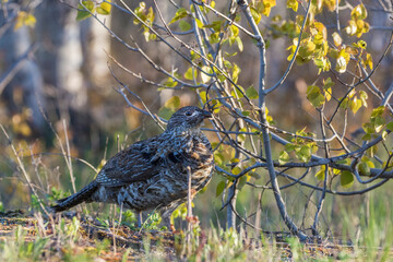 ruffed grouse (Bonasa umbellus) portrait in spring