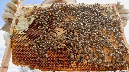 Spring hive inspection,
