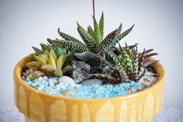 
Mix of succulents in terracotta vase painted by hand