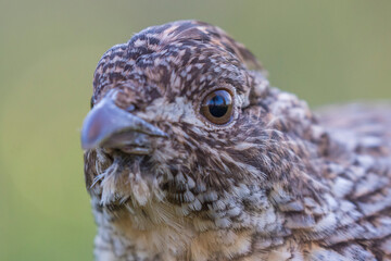 ruffed grouse (Bonasa umbellus) portrait in spring