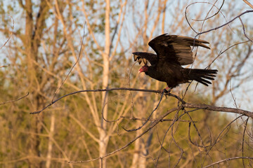 Turkey vulture (Cathartes aura) in spring migration