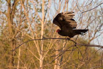 Turkey vulture (Cathartes aura) in spring migration