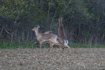 Naklejka na ściany i meble Males white-tailed deer (Odocoileus virginianus) in spring