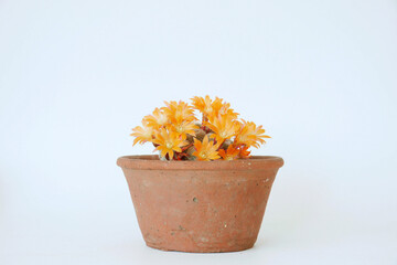 Rebutia sunrise cactus potted in terracotta pot with orange flowers
