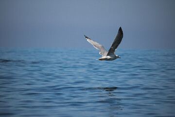 Fototapeta na wymiar Larus bird flying in the sea