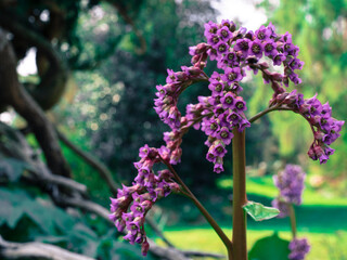 Obraz premium purple flowers in the garden