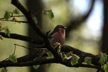 Fringilla coelebs, Common Chaffinch, Chaffinch. A small bird Chaffinch with gray-orange plumage sits on a branch with blooming leaves on a sunny spring day. A close-up of a finch on a green branch.