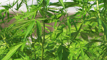 Marijuana cannabis legalized farm close up shot