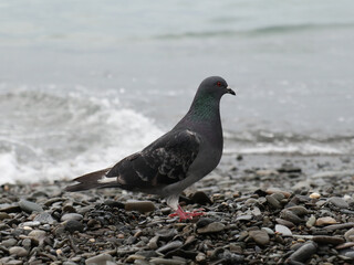 Lone pigeon on the pebble beach on fresh air