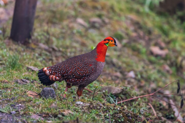 Blyth’s tragopan (Tragopan  blythii), commemorates with Edward Blyth (1810–1873), recorded as vulnerable species in the IUCN Red List at Mishmi hills, AP, India