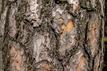 A seamless texture of tree bark - cool for wallpaper or background