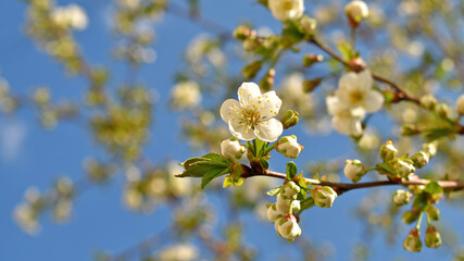 Cherry branch with flowers and buds against the blue sky, on a sunny spring day, close-up. Cherry blossoms.