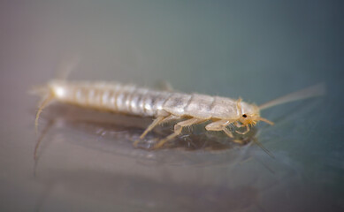 Macro photo Silverfish animal, lepisma saccharina on colorful background. Common house pest