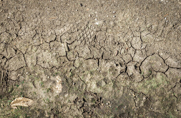 Dry soil closeup texture