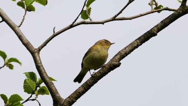 Ein Fitis (Phylloscopus trochilus) im Fr&uuml;hjahr auf Ast