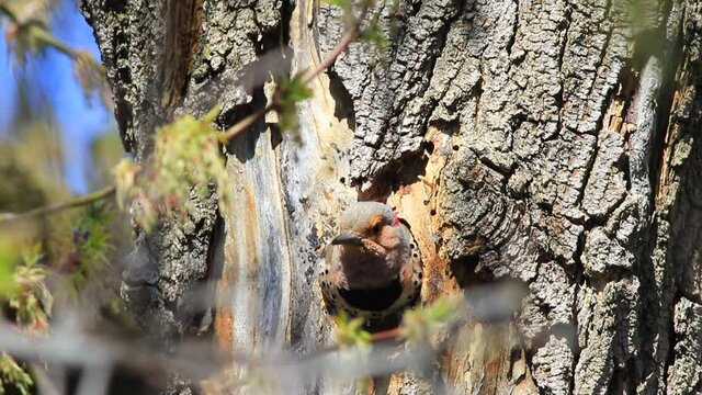 un pic flamboyant fait son nid dans le tronc d'un arbre
