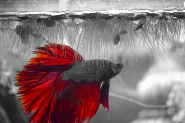 Deep red Dragon Betta fish with a teal body, in-home aquarium. Swimming to the top of the aquarium with floating plants.