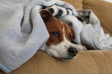 dog under blanket on couch