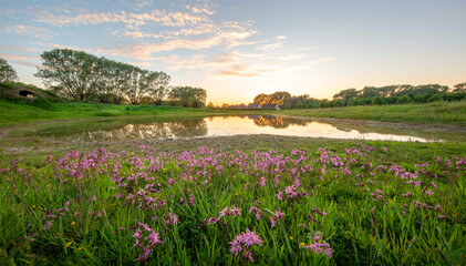 landscape with flowers and lake