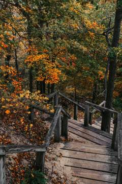 Wooden boardwalk stairs sprinkled with sand lead down into the colorful autumn forest, hiking around Lake Michigan at Indiana Dunes National Park, Indiana, USA during the fall season.