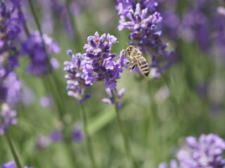 Eine Biene in Lavendelblüten