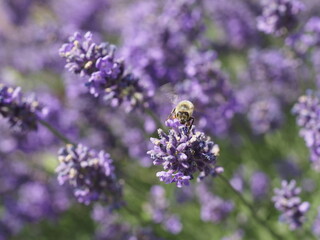 Eine Biene in Lavendelblüten