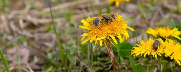 Three tropinota hirta spiky cetonia beetles on a dandelion flower. Copy space. 