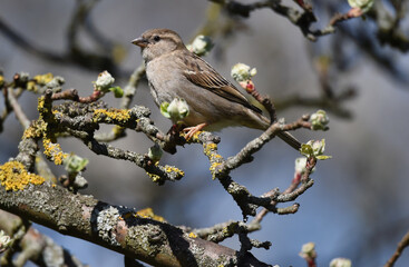 Spatz im Apfelbaum 