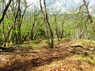 Fototapeta na wymiar European hop hornbeam forest in bright green spring foliage