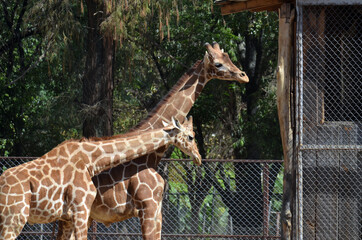 Jirafas en cautiverio 
