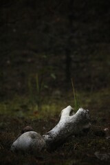 animal bones in the forest