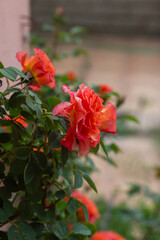 Beautiful Orange and pink color of Floribunda Rose in Organic garden,Italy.