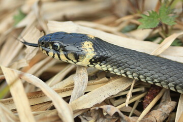 Natrix natrix or grass snake. 
Close-up of a snake with its tongue hanging out in dry grass outdoors in spring.